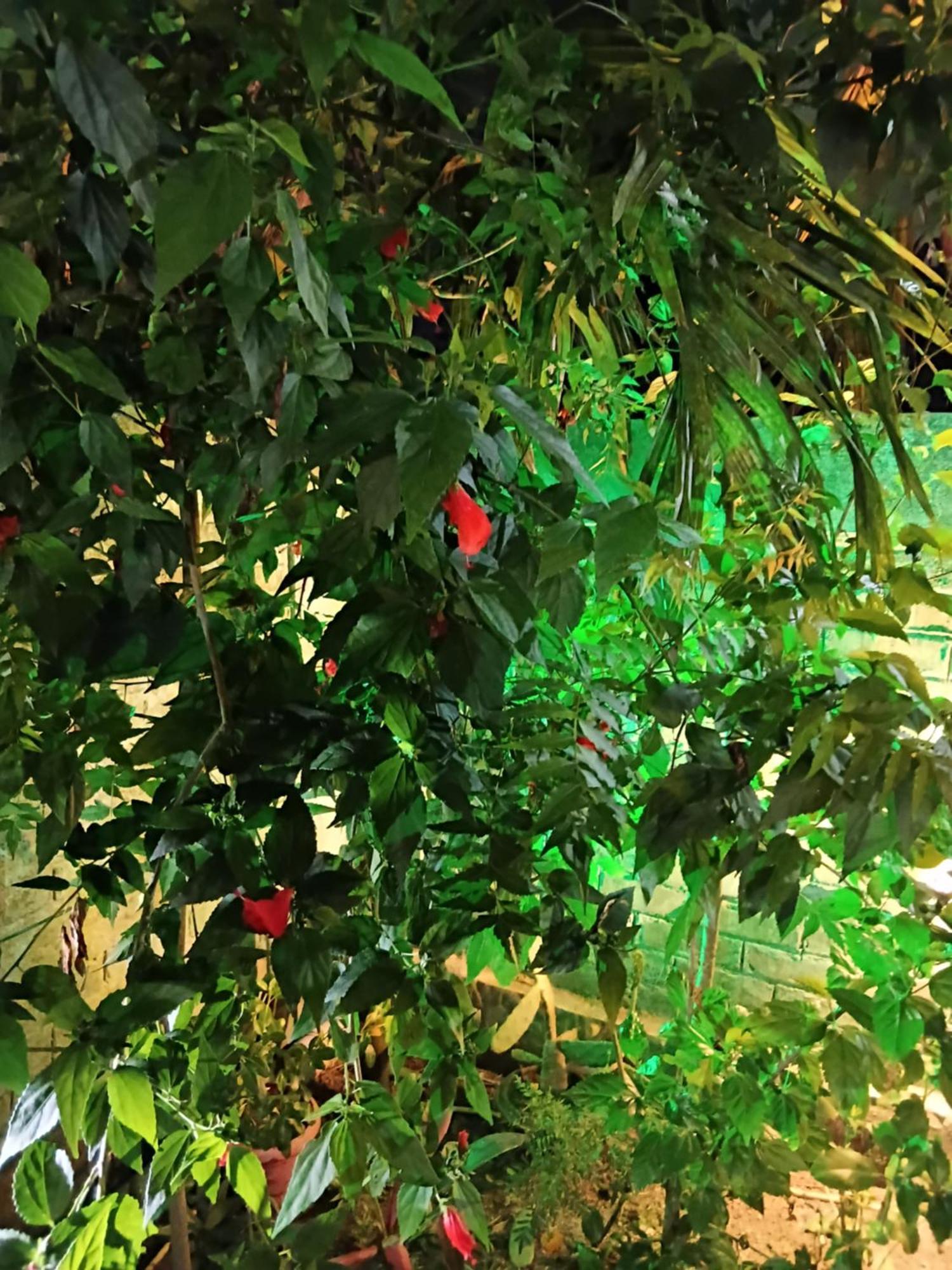 Green View Homestay Siliguri Exterior foto